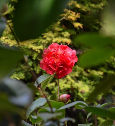 fleur de camélia rouge