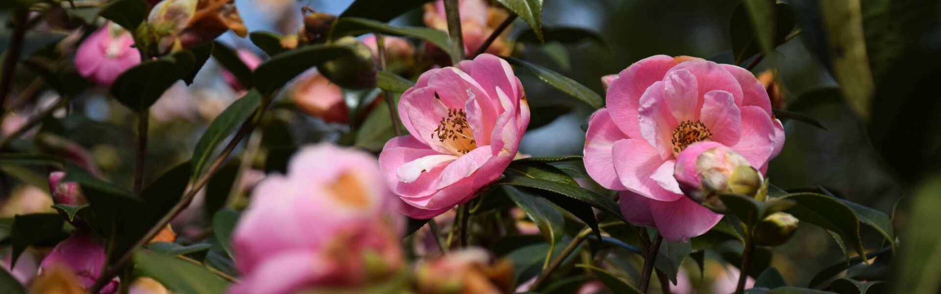 fleurs de camélia