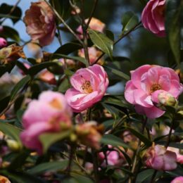 fleurs de camélia