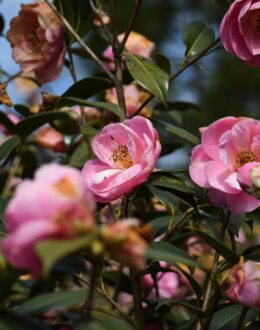 fleurs de camélia