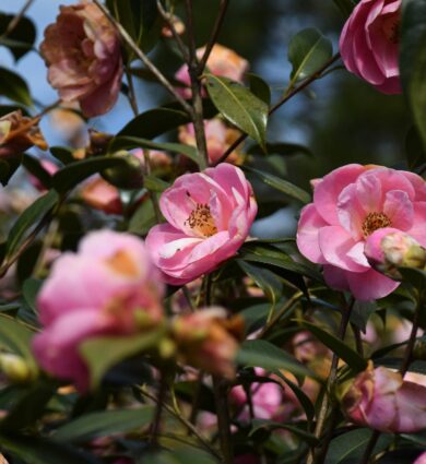 fleurs de camélia