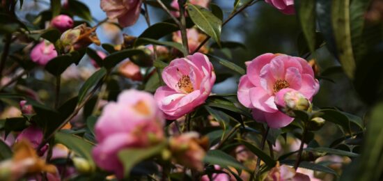 fleurs de camélia