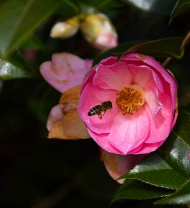 fleur de camélia et abeille