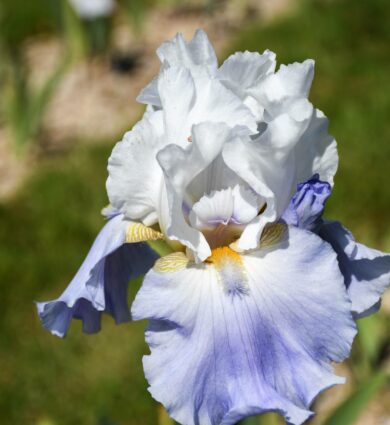 iris blanc et mauve