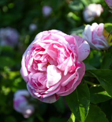 fleur, rose