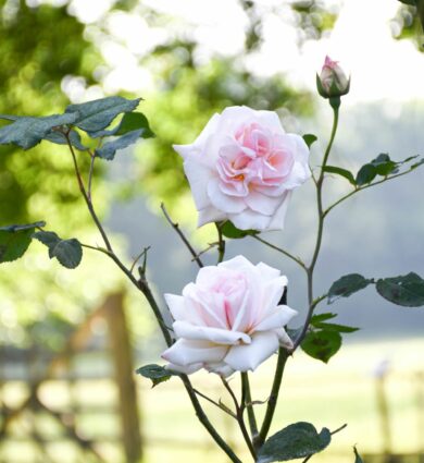 roses blanches, fleur