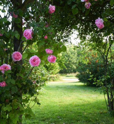roses, fleur