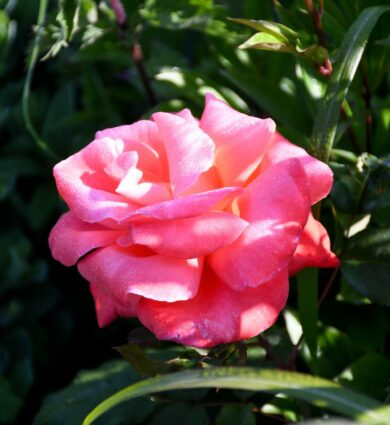 roses, fleur