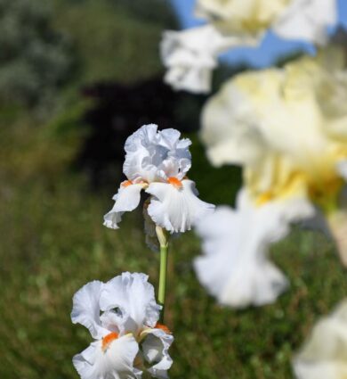 iris blanc