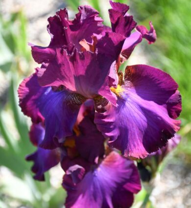 iris violet