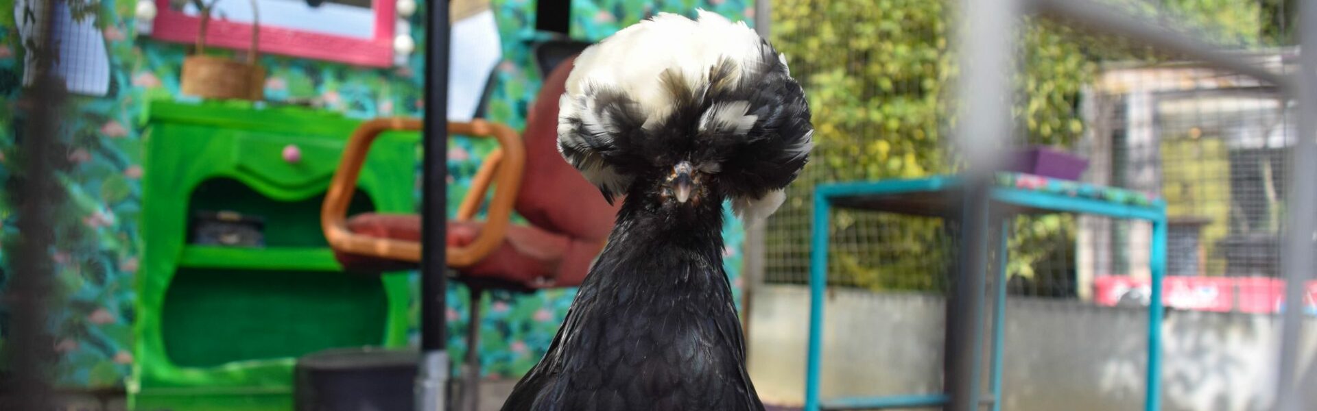 poule, hollandaise huppée