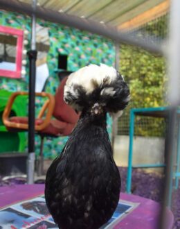 poule, hollandaise huppée