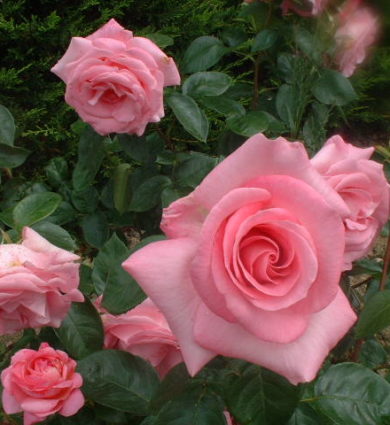 La rose de Rennes, Jardins de Brocéliande