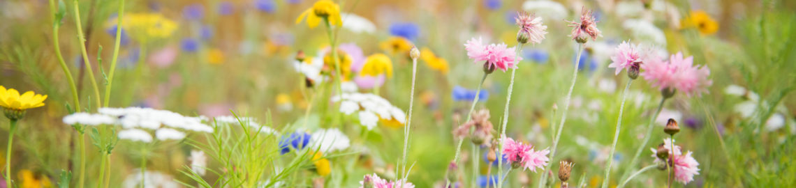 Prairie fleurie jardins de brocéliande