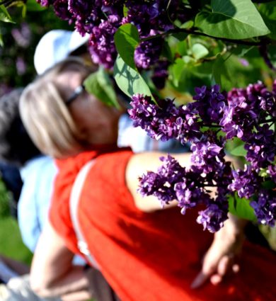 Lilas jardins de brocéliande