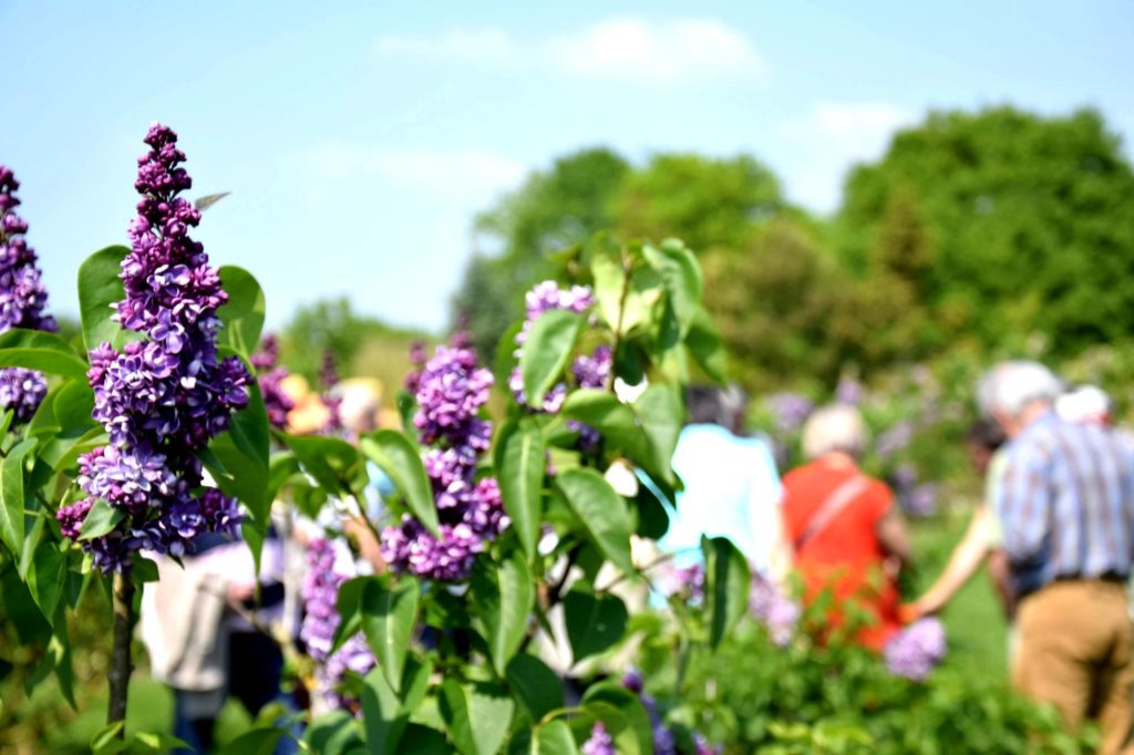 Lilas jardins de brocéliande