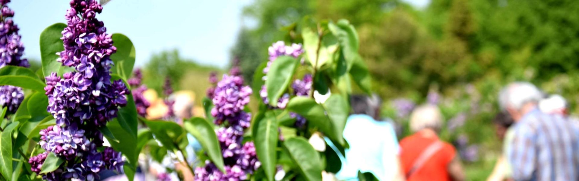 Lilas jardins de brocéliande