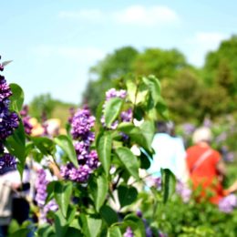 Lilas jardins de brocéliande