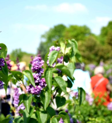 Lilas jardins de brocéliande