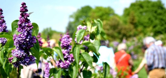 Lilas jardins de brocéliande