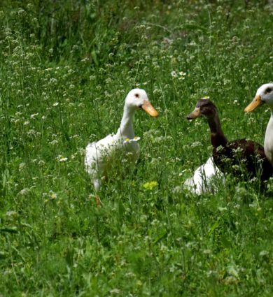 canards coureurs indiens