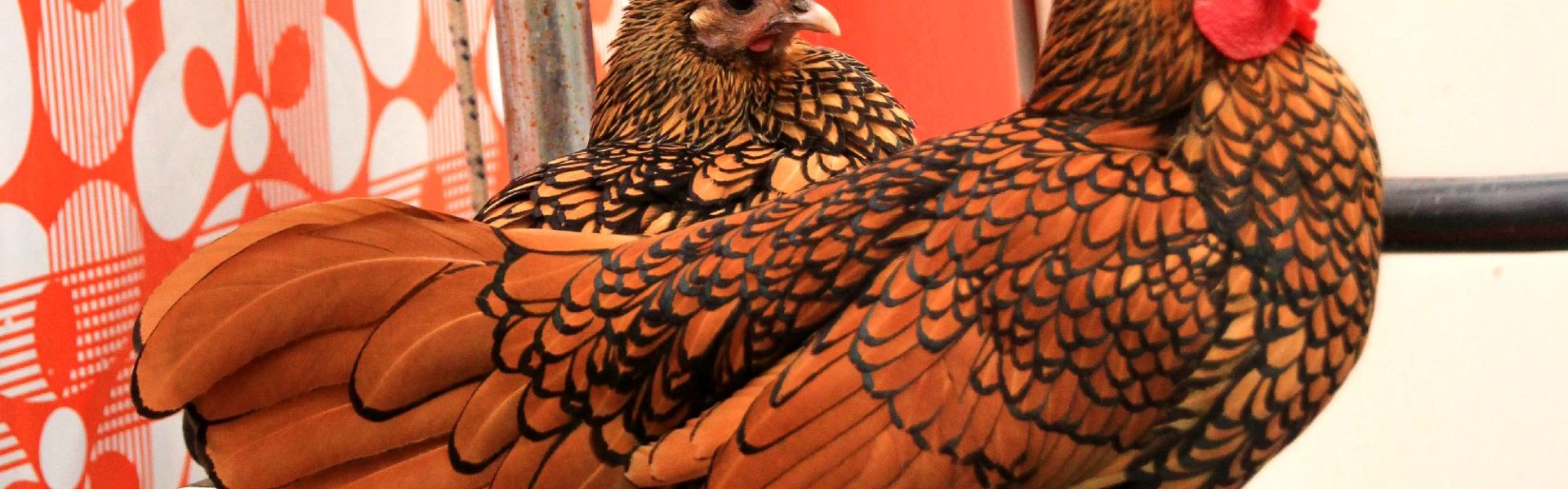 Poules sebright