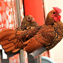 Poules sebright