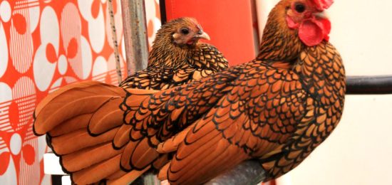 Poules sebright