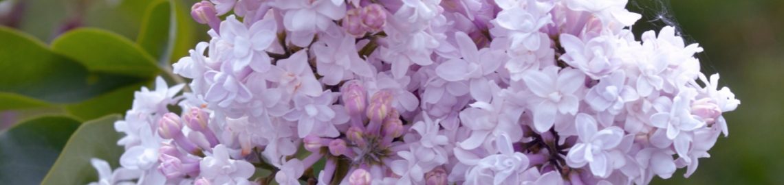 Lilas