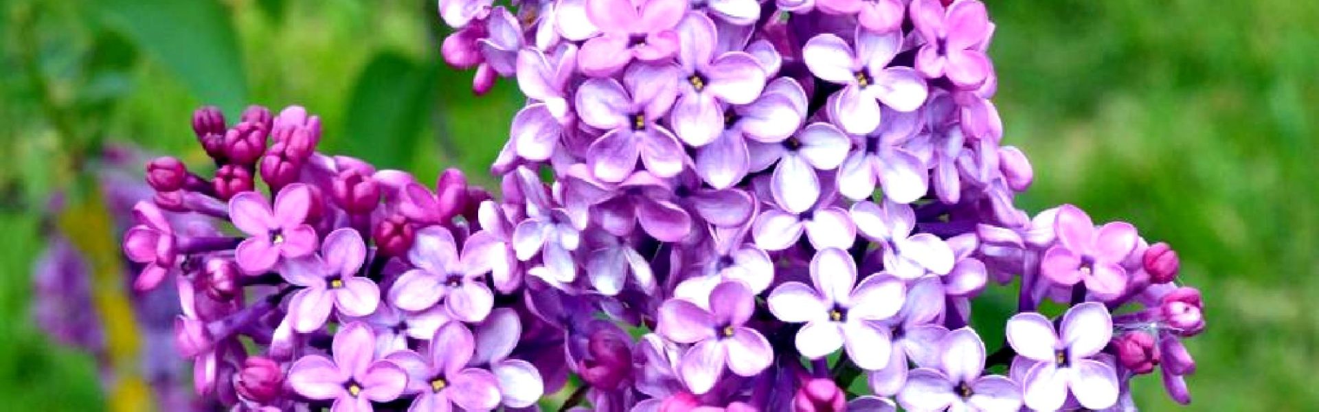 Lilas mauve Jardins de Broéliande. Photo Thomas Crabot