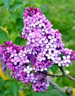 Lilas mauve Jardins de Broéliande. Photo Thomas Crabot