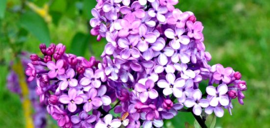 Lilas mauve Jardins de Broéliande. Photo Thomas Crabot