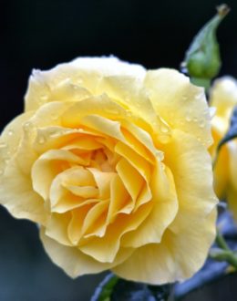 Rose or de Montreux