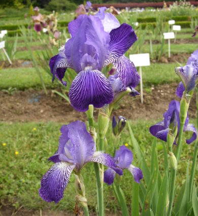 Iris Othello