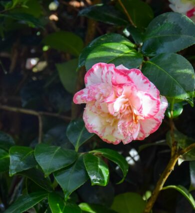 photo fleur, camélia Margaret Davis