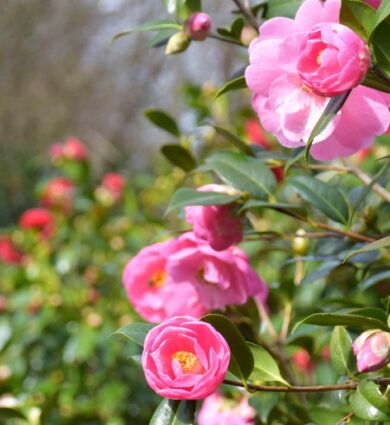fleurs de camélias