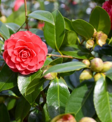 fleur de camélia