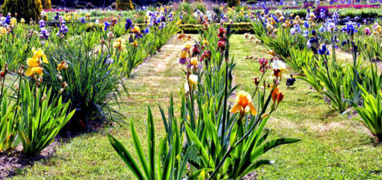 Collection iris Jardins de Brocéliande