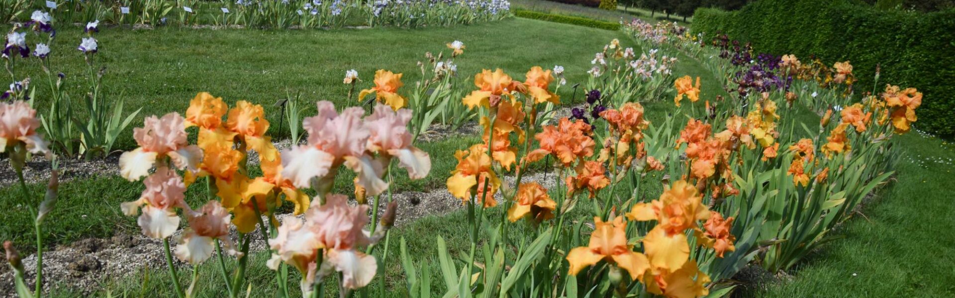 iris, fleurs
