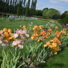iris, fleurs