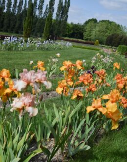 iris, fleurs
