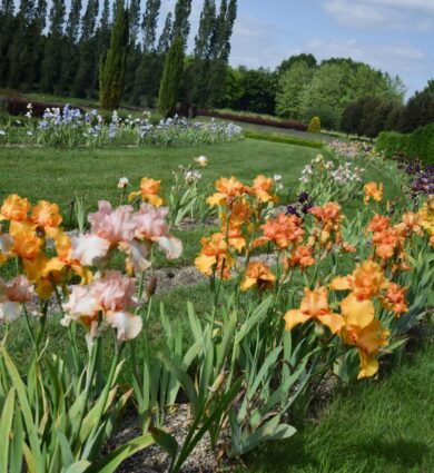 iris, fleurs