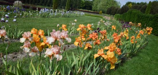 iris, fleurs