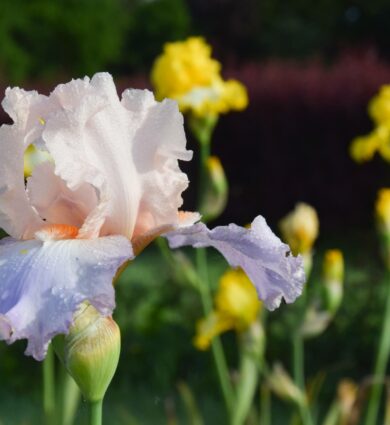 fleurs, iris