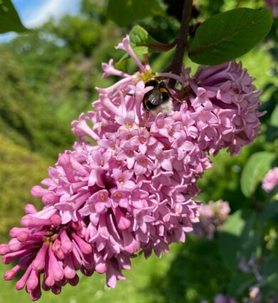 lilas, fleur