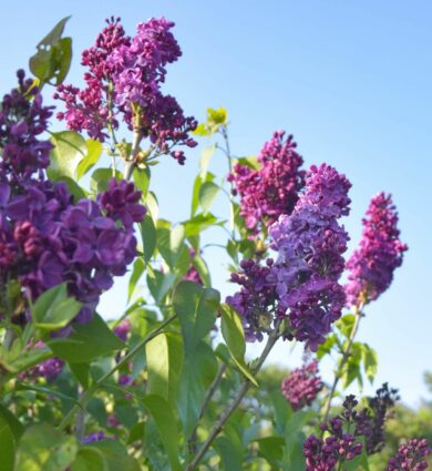 lilas, fleur