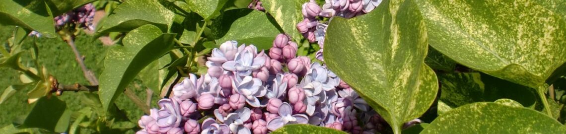 lilas Aucubaefolia