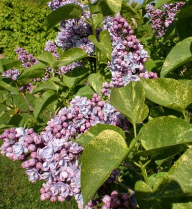 lilas Aucubaefolia