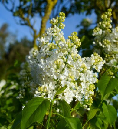 lilas, fleurs blanches