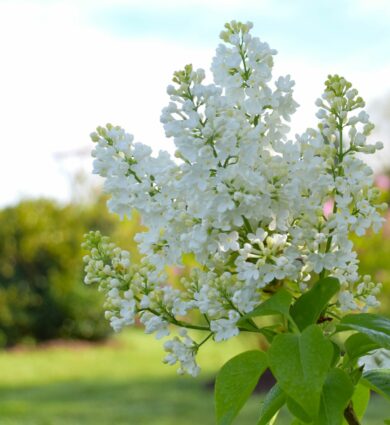 lilas, fleurs blanches